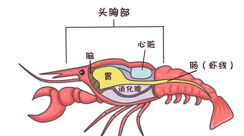 吃小龙虾时最好把虾头去除这种说法正确吗 826蚂蚁庄园最新答案来啦!